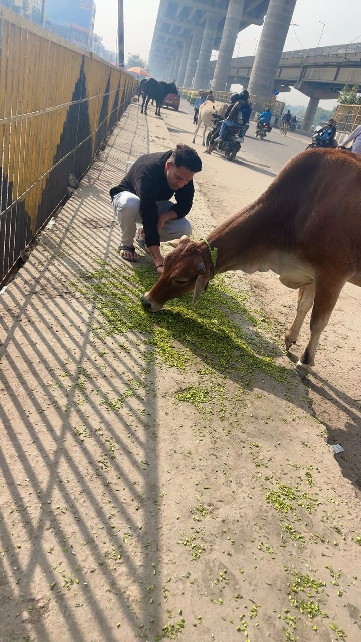 Real roadside feeding of Indian desi cow